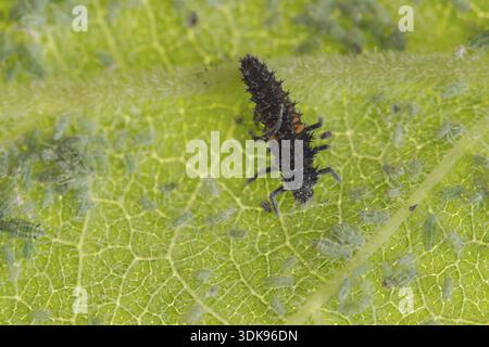 Harlequin ladybird or ladybug (Harmonia axyridis) adult insect larva and Plum aphid (Hyalopterus pruni) aphids on a plum tree leaf in summer, England Stock Photo