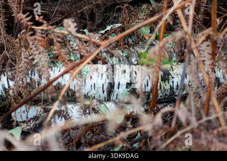 Close-up of stacked white birch logs with peeling bark, green moss, and lichens, nestled among dry brown ferns and forest debris in a natural setting. Stock Photo