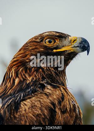 The Intense Gaze Of The Golden Eagle Stock Photo - Alamy