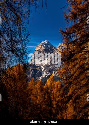 Snow‑capped mountain framed by golden autumn larch trees under a deep blue sky. Dolomites. Stock Photo