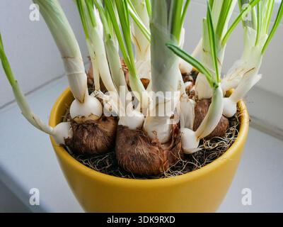 Close-up of crocus bulbs sprouting green shoots in a pot, symbolizing growth, spring planting, gardening, and natural plant development. Stock Photo