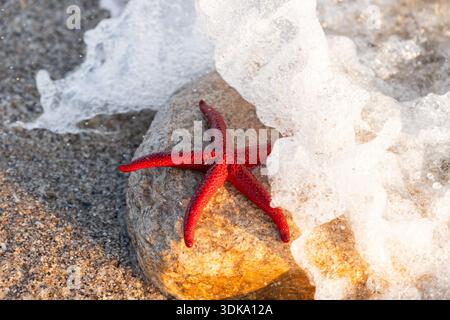 Beautiful red starfish or sea stars known as asteroids laying on the sand, waves splash, rare species under protection, summer vacation and travel des Stock Photo