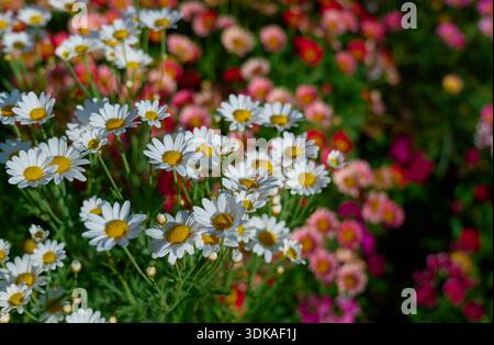 White Daisy Flowers Blooming in Colorful Garden Stock Photo