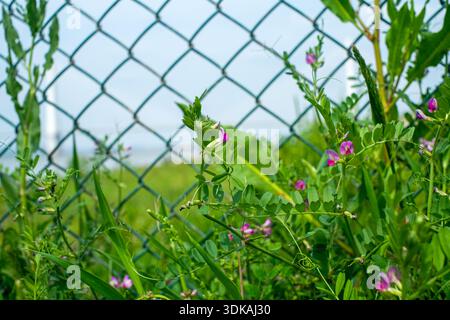 Close up detail of wild green vegetation and small purple flowers growing next to a metal chain link fence mesh against a blue sky. Stock Photo
