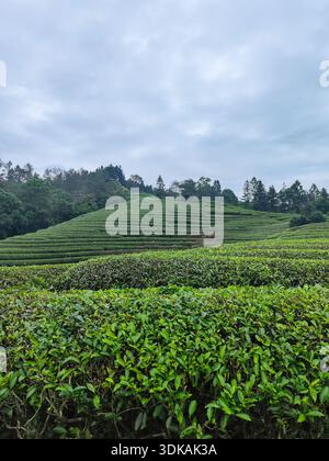 Vertical shot of a lush green tea plantation with terraced fields and trees in the background, organic agriculture concept. Stock Photo