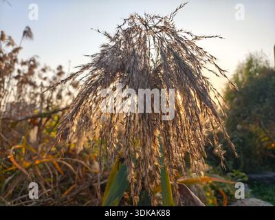 Close up of wild fluffy reed grass or pampas grass illuminated by golden sunset sunlight, creating a warm nature background. Stock Photo