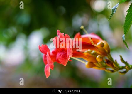 Red flowers grow on a green vine, showing their bright colors in a garden during daylight. Leaves surround the flowers. Stock Photo