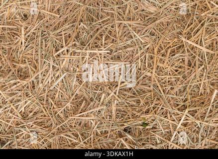 Background of dry golden straw and hay texture in farm Stock Photo