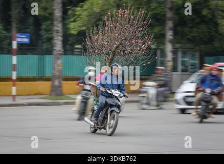 Hanoï, Vietnam. January 31, 2026. A motorist transports a blooming peach blossom tree on the back of a motorcycle through Hanoi traffic, with motion blur capturing the speed. This plant provides protection against bad spirits during the Tet festival (Lunar New Year), the Southeast Asian country's most important celebration. Starting today, the Vietnamese capital city will host flower markets until February 15. As Vietnamese people prepare to celebrate, warm clothes are coming out as northern Vietnam is hit by an intense cold wave with very low temperatures. Credit: Kevin Izorce/Ģ����ý Live News Stock Photo