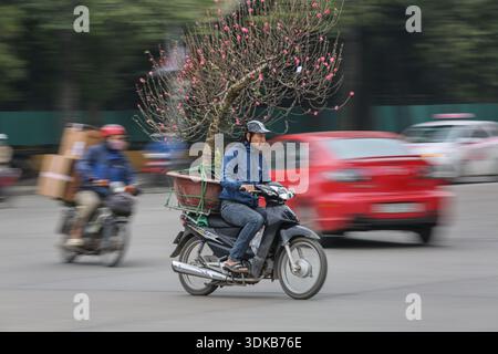 Hanoï, Vietnam. January 31, 2026. A motorist transports a blooming peach blossom tree on the back of a motorcycle through Hanoi traffic, with motion blur capturing the speed. This plant provides protection against bad spirits during the Tet festival (Lunar New Year), the Southeast Asian country's most important celebration. Starting today, the Vietnamese capital city will host flower markets until February 15. As Vietnamese people prepare to celebrate, warm clothes are coming out as northern Vietnam is hit by an intense cold wave with very low temperatures. Credit: Kevin Izorce/Ģ����ý Live News Stock Photo