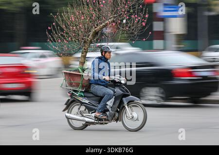 Hanoï, Vietnam. January 31, 2026. A motorist transports a blooming peach blossom tree on the back of a motorcycle through Hanoi traffic, with motion blur capturing the speed. This plant provides protection against bad spirits during the Tet festival (Lunar New Year), the Southeast Asian country's most important celebration. Starting today, the Vietnamese capital city will host flower markets until February 15. As Vietnamese people prepare to celebrate, warm clothes are coming out as northern Vietnam is hit by an intense cold wave with very low temperatures. Credit: Kevin Izorce/Ģ����ý Live News Stock Photo