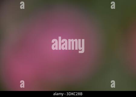 Dreamly, out of focus abstract floral image featuring soft color gradients and natural petal textures Stock Photo