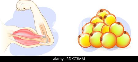 Balance between muscle and fat tissue. Concept about weight loss, healthy life, fitness, and diet. Muscle-fat balance. Body composition. Lean mass rat Stock Vector