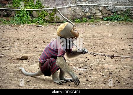 Garut, West Java, Indonesia. 31st Jan, 2026. A Long-Tailed Monkey ...