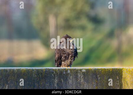 Common Buzzard Sits On A Concrete Barrier Stock Photo