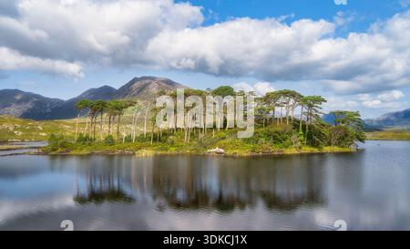 Pine Island reflected in water in Connemara Galway, Ireland. Compact tree covered islet surrounded by glassy lake surface. Soft cloud sky and distant hills. Sense of quiet refuge ideal for meditation Stock Photo