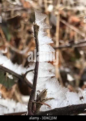 A unique close-up of delicate frost flowers formed on a thin twig in a quiet winter forest in the Swiss countryside. Stock Photo