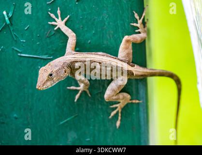 An Anole (Anolis sp.) on a green leaf. Puerto Rico. Stock Photo