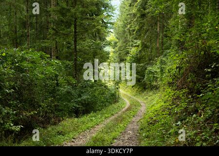 Summer hiking trail winding through lush green deciduous forest landscape. Stock Photo