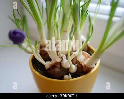 Close-up of crocus bulbs sprouting green leaves and purple bud in a yellow pot on a windowsill. Spring growth, indoor gardening, plant life cycle, nat Stock Photo