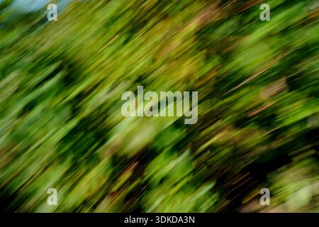 Abstract forest landscape created with Intentional Camera Movement (ICM). Dynamic green diagonal lines. Stock Photo