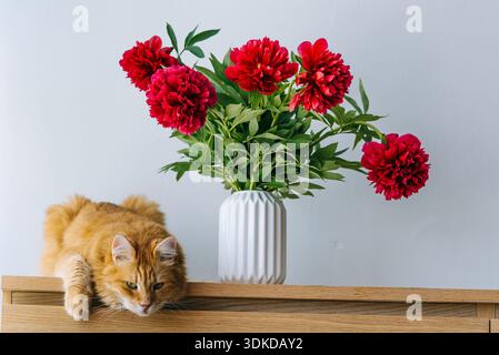 Ginger cat perched on a wooden cabinet beside a white ribbed vase holding vibrant red peonies against a light gray wall, conveying calm, cozy indoor living and floral elegance Stock Photo