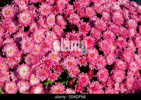Close-up of pink Chrysanthemum flowers growing in a container in autumn. Stock Photo
