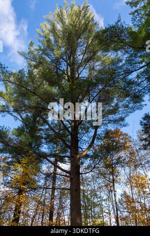 Tall Pinus - Pine tree in mixed forest of deciduous trees including Acer - Maple in autumn. Stock Photo