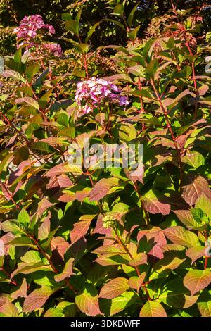 Hydrangea macrophylla 'Endless Summer Twist-n-Shout' - Hydrangea shrub in autumn. Stock Photo