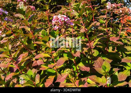 Hydrangea macrophylla 'Endless Summer Twist-n-Shout' - Hydrangea shrub in autumn. Stock Photo