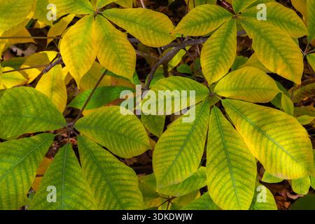 Close-up of Aesculus parviflora - Bottlebrush Buckeye leaves in autumn. Stock Photo