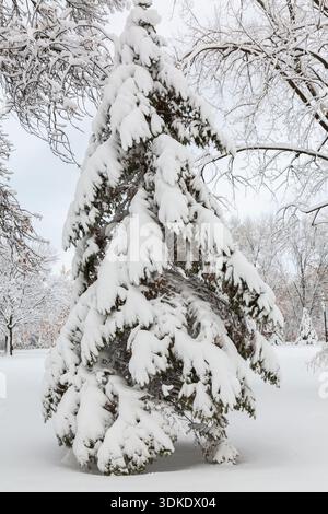 Evergreen tree with branches and leaves covered in thick coat of freshly fallen winter like snow in late autumn. Stock Photo