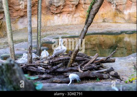Pelicans resting on logs beside a pond inside animal habitats at Disney’s Animal Kingdom, Orlando, Florida. Stock Photo