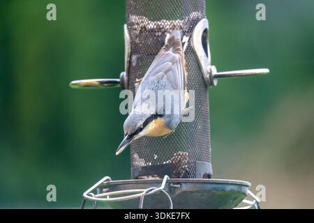 Eurasian Nuthatch (Sitta europaea) on a bird feeder with a sunflower heart in its beak Stock Photo