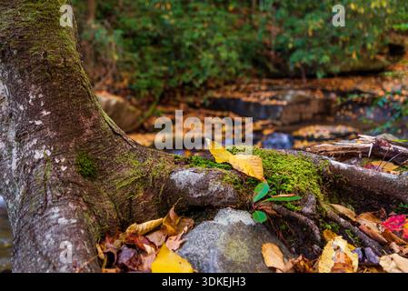 Found some fall color! Stock Photo