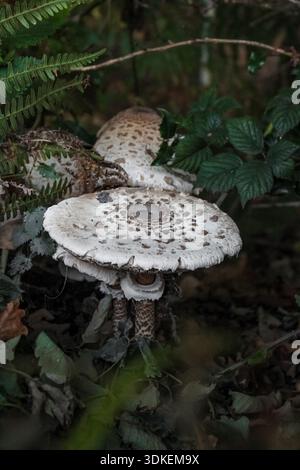 A cluster of large, scaly parasol mushrooms grows on the forest floor amidst ferns and dark green foliage. The caps are pale with dark scales. Stock Photo