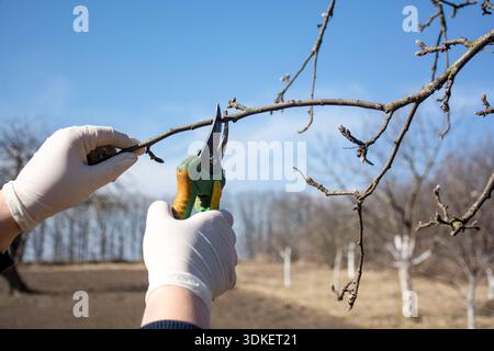pruning fruit trees in the garden, female hands pruning apple tree branches with pruning shears, spring work Stock Photo