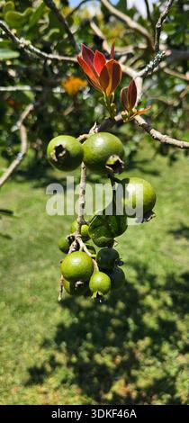 Small Tropical Guava Fruit on the Tree Stock Photo