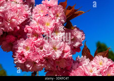 Pink blossoming sakura tree in garden at spring Stock Photo