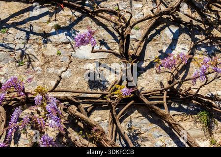 Flowering violet wisteria creeper on the old stone wall Stock Photo