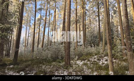 Wintery forest with snow-covered trees and sunlight through the branches, Fichtelgebirge, Bavaria Stock Photo