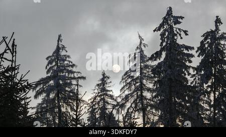 Snowy tree tops with sun silhouette on cloudy sky, Fichtelgebirge, Bavaria Stock Photo