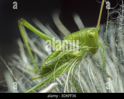 Macro shot of grasshopper sitting on dandelion seed head Stock Photo