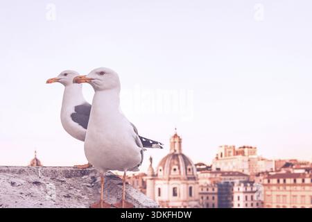 Two doves sitting on a ancient brick wall in the foreground and ancient Roman cityscape in the background Stock Photo