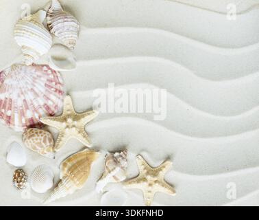 Beautiful frame of clams and starfishes on the background of wavy sea sand Stock Photo