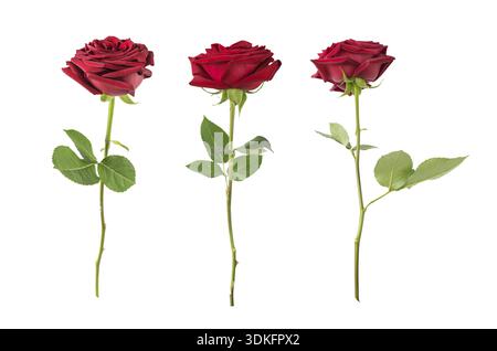Set of three luxurious dark-red roses on a long stem with green leaves isolated on white background, side view Stock Photo