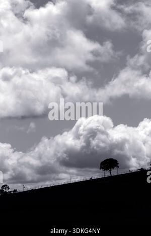 Tree on the horizon, cropped out in the sky with white clouds, in black and white Stock Photo