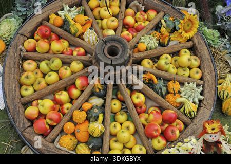 Cartwheel, fruit, harvest, thanksgiving, autumn, late summer, old wives' summer, eating, fruit, apples, food, food, food nutrition, vitamins, vitamin Stock Photo