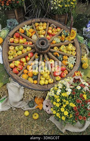 Cartwheel, fruit, harvest, thanksgiving, autumn, late summer, old wives' summer, eating, fruit, apples, food, food, food nutrition, vitamins, vitamin Stock Photo