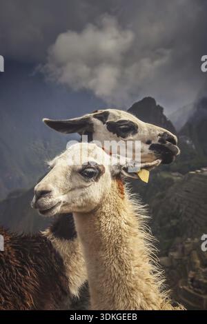 Two Llamas in front of ancient inca town of Machu Picchu Stock Photo
